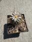 Preview: Turbinicarpus flaviflorus